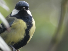 Parus major