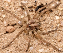 Lycosa erythrognatha