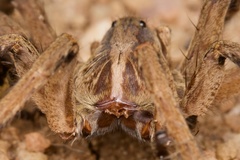 Lycosa erythrognatha