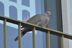 Streptopelia decaocto