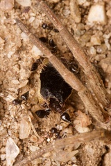 Lycosa erythrognatha