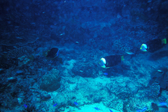 Chaetodontoplus meredithi