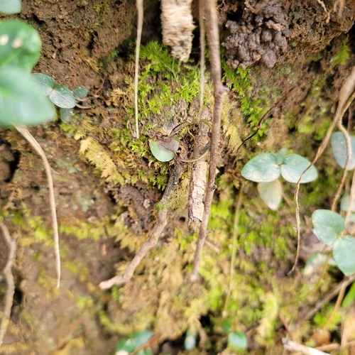 Ravine Trapdoor Spider photo 4