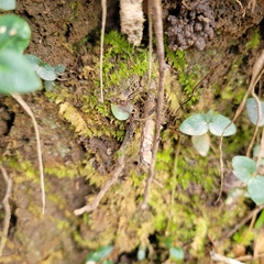 Cyclocosmia truncata