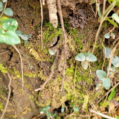 Cyclocosmia truncata