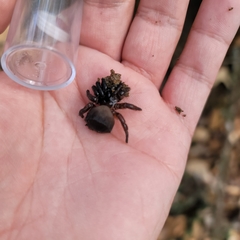 Cyclocosmia truncata