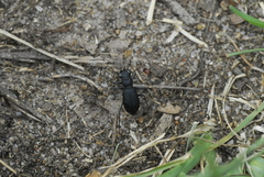Dromochorus belfragei