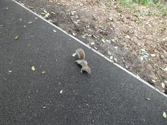 Sciurus carolinensis