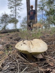 Butyriboletus pulchriceps