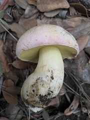 Butyriboletus pulchriceps