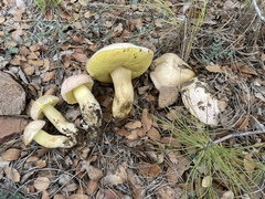 Butyriboletus pulchriceps