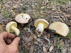 Butyriboletus pulchriceps