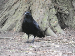 Corvus corone
