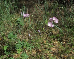 Sidalcea asprella