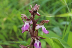 Anacamptis collina