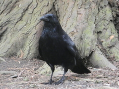 Corvus corone