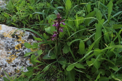Anacamptis collina