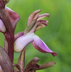 Anacamptis collina