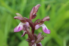 Anacamptis collina