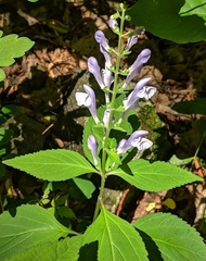 Scutellaria serrata