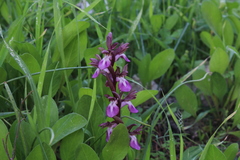 Anacamptis collina