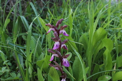 Anacamptis collina
