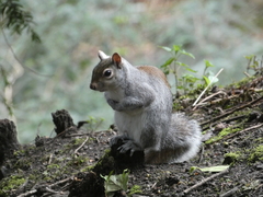 Sciurus carolinensis