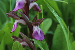 Anacamptis collina