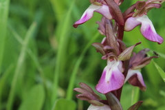Anacamptis collina