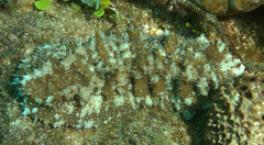 Astichopus multifidus