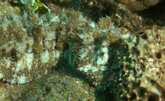 Astichopus multifidus