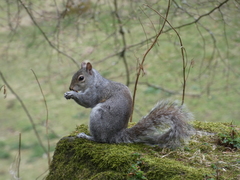 Sciurus carolinensis