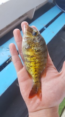 Lethrinus borbonicus