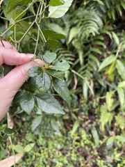 Causonis corniculata
