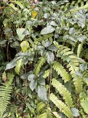 Causonis corniculata