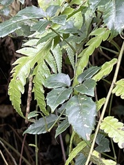 Causonis corniculata