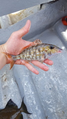 Lethrinus rubrioperculatus