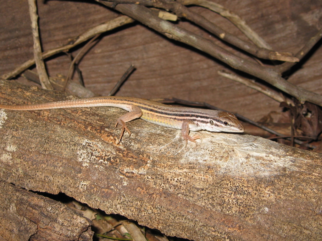 Mateiros Whiptail