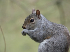 Sciurus carolinensis