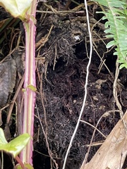 Cissus pteroclada