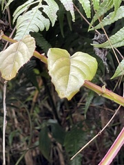 Cissus pteroclada