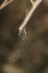 Protosticta gravelyi