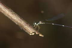Protosticta gravelyi