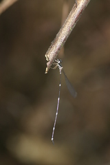 Protosticta gravelyi