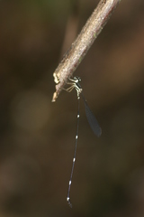 Protosticta gravelyi