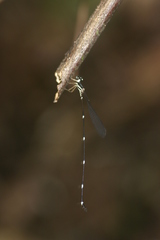 Protosticta gravelyi