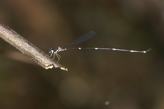 Protosticta gravelyi