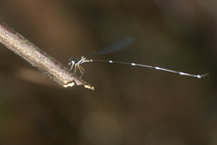 Protosticta gravelyi