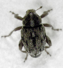 Hypurus bertrandi
