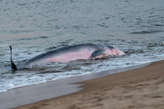 Kogia breviceps